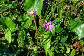 Romulea rosea (Zafferanetto rosa)