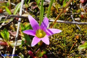 Romulea rosea (Zafferanetto rosa)