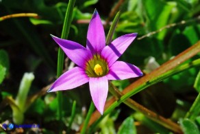 Romulea rosea (Zafferanetto rosa)