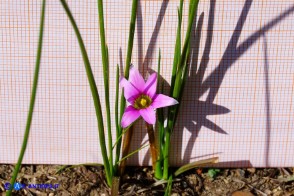 Romulea rosea (Zafferanetto rosa)