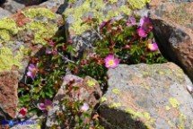 Rosa serafinii (Rosa di Serafini)