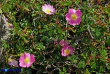 Rosa serafinii (Rosa di Serafini)