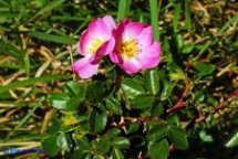 Rosa serafinii (Rosa di Serafini)