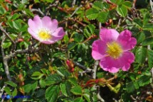 Rosa serafinii (Rosa di Serafini)