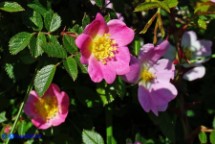 Rosa serafinii (Rosa di Serafini)