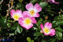 Rosa serafinii (Rosa di Serafini)