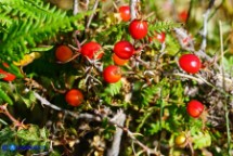 Rosa serafinii (Rosa di Serafini): i cinorrodi