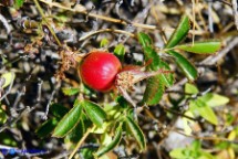 Rosa serafinii (Rosa di Serafini): un cinorrodo