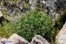 Ruta lamarmorae (Ruta del Gennargentu)