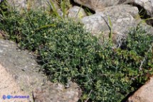 Ruta lamarmorae (Ruta del Gennargentu)
