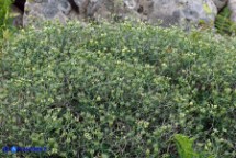 Ruta lamarmorae (Ruta del Gennargentu)