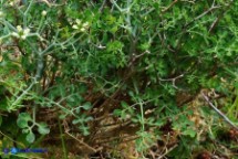 Ruta lamarmorae (Ruta del Gennargentu)