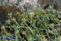 Ruta lamarmorae (Ruta del Gennargentu)