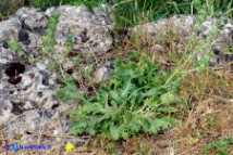 Salvia clandestina (Salvia clandestina)