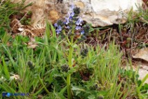 Salvia clandestina (Salvia clandestina)