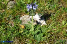 Salvia clandestina (Salvia clandestina)