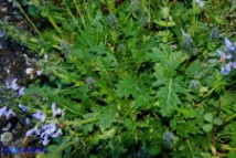 Salvia clandestina (Salvia clandestina)