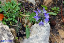 Salvia clandestina (Salvia clandestina)