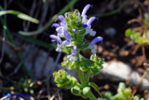 Salvia clandestina (Salvia clandestina)