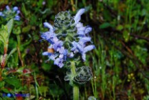 Salvia clandestina (Salvia clandestina)