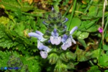 Salvia clandestina (Salvia clandestina)