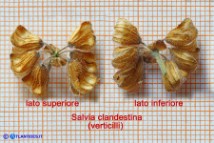 Salvia clandestina (Salvia clandestina)