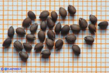 Salvia clandestina (Salvia clandestina): le nucule