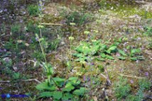 Salvia verbenaca (Salvia verbenaca)