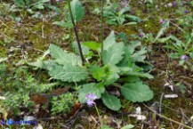 Salvia verbenaca (Salvia verbenaca)