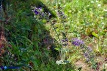 Salvia verbenaca (Salvia verbenaca)