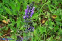 Salvia verbenaca (Salvia verbenaca)