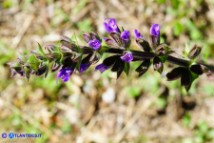 Salvia verbenaca (Salvia verbenaca)