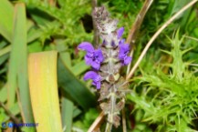 Salvia verbenaca (Salvia verbenaca)