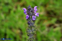 Salvia verbenaca (Salvia verbenaca)