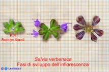 Salvia verbenaca (Salvia verbenaca)