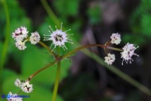 Sanicula europaea (Erba fragolina)