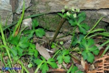 Sanicula europaea (Erba fragolina)