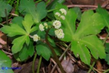 Sanicula europaea (Erba fragolina)