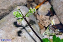 Sanicula europaea (Erba fragolina)