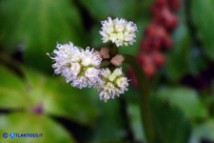 Sanicula europaea (Erba fragolina)