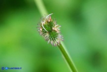 Sanicula europaea (Erba fragolina)