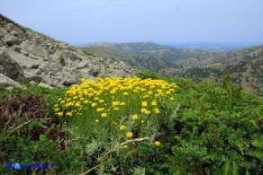 Santolina insularis (Crespolina sarda)
