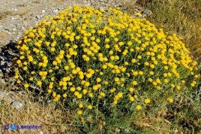 Santolina insularis (Crespolina sarda)