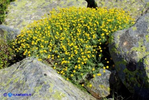 Santolina insularis (Crespolina sarda)