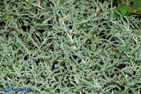 Santolina insularis (Crespolina sarda)