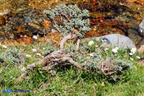 Santolina insularis (Crespolina sarda)