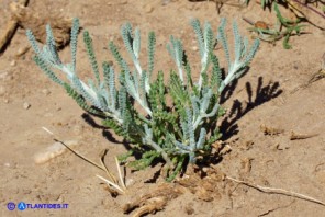 Santolina insularis (Crespolina sarda)