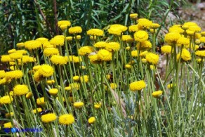 Santolina insularis (Crespolina sarda)