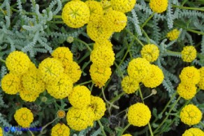 Santolina insularis (Crespolina sarda)
