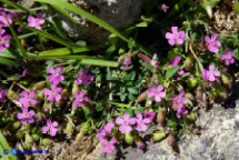 Saponaria ocymoides subsp. alsinoides (Saponaria delle rocce, Saponaria rossa)